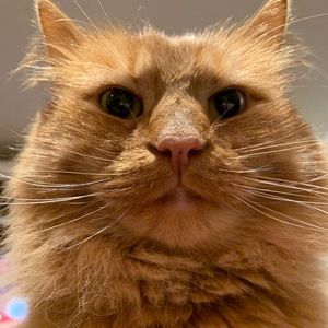 Meet your Posher, Joe